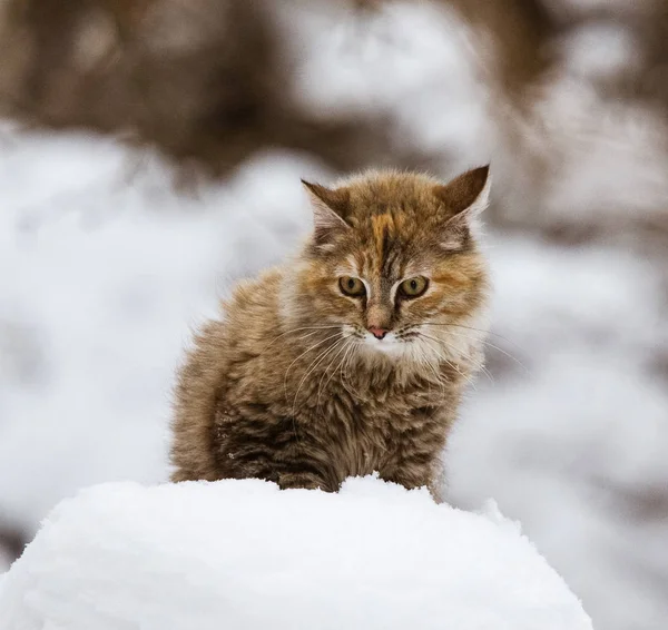 Ein flauschiges Kätzchen im Schnee — Stockfoto