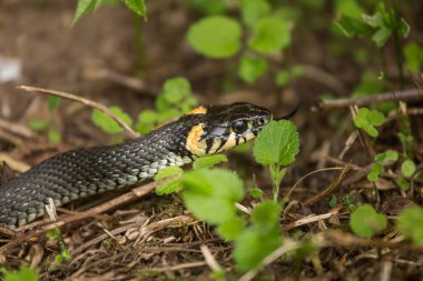 Bir çim yılan çayırda bir zeminde güzel bir portre. Sürüngen portre.