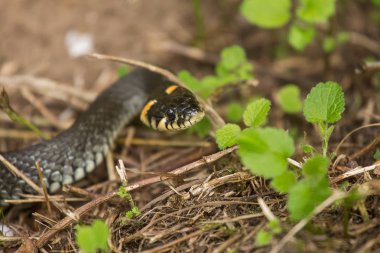 Bir çim yılan çayırda bir zeminde güzel bir portre. Sürüngen portre.
