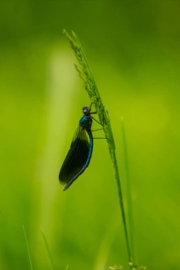 Bir ot Nehri yakınında oturan güzel bir mavi yusufçuk