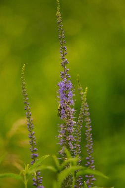 Mavi yaz çayır çiçek gelen polen toplama güzel bir yaban arısı. Canlı portre sahne.