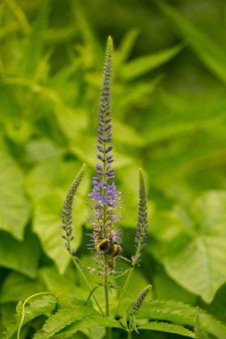Mavi yaz çayır çiçek gelen polen toplama güzel bir yaban arısı. Canlı portre sahne.