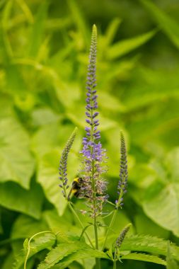 Mavi yaz çayır çiçek gelen polen toplama güzel bir yaban arısı. Canlı portre sahne.