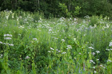 Bir güzel valerian çiçekler bir yaz çayır çiçek açması. Canlı sahne.