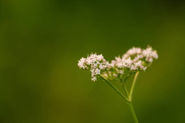 Bir güzel valerian çiçekler bir yaz çayır çiçek açması. Canlı sahne.