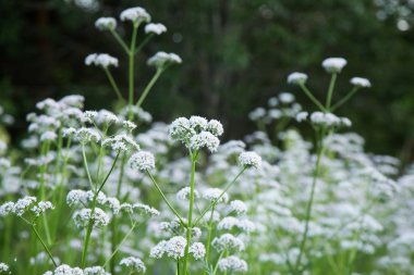 Bir güzel valerian çiçekler bir yaz çayır çiçek açması. Canlı sahne.