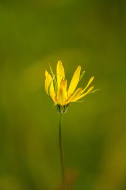 Bir yaz çayır çiçek güzel bir sarı çiçek