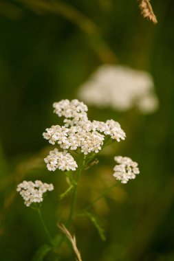 Bir yaz çayır çiçekli güzel civanperçemi. Canlı portre sahne.
