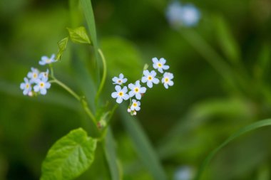 Bir beautifl unut beni bir çayırda