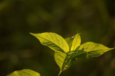Güzel bir yeşil dal güneşin altında bırakır. Canlı güneşli manzara.