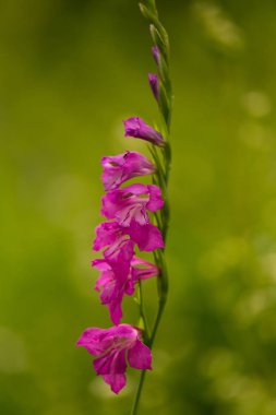 Güneşli bir öğleden sonra çayır çiçek güzel pembe Türk marsh Glayöl. Canlı doğal sahne.