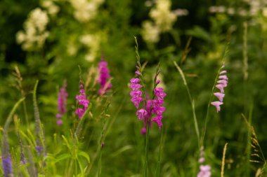 Güneşli bir öğleden sonra çayır çiçek güzel pembe Türk marsh Glayöl. Canlı doğal sahne.