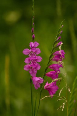 Güneşli bir öğleden sonra çayır çiçek güzel pembe Türk marsh Glayöl. Canlı doğal sahne.