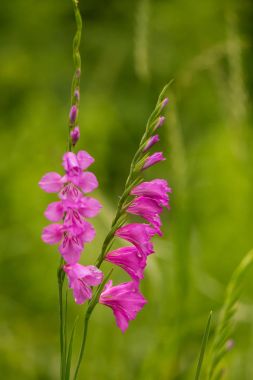 Güneşli bir öğleden sonra çayır çiçek güzel pembe Türk marsh Glayöl. Canlı doğal sahne.