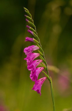 Güneşli bir öğleden sonra çayır çiçek güzel pembe Türk marsh Glayöl. Canlı doğal sahne.