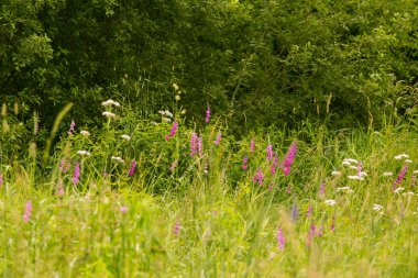 Güneşli bir öğleden sonra çayır çiçek güzel pembe Türk marsh Glayöl. Canlı doğal sahne.