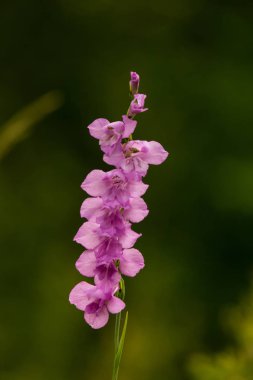 Güneşli bir öğleden sonra çayır çiçek güzel pembe Türk marsh Glayöl. Canlı doğal sahne.