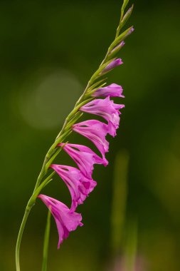Güneşli bir öğleden sonra çayır çiçek güzel pembe Türk marsh Glayöl. Canlı doğal sahne.