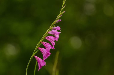 Güneşli bir öğleden sonra çayır çiçek güzel pembe Türk marsh Glayöl. Canlı doğal sahne.