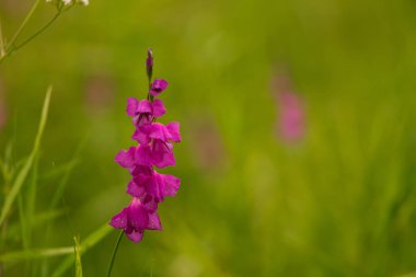 Güneşli bir öğleden sonra çayır çiçek güzel pembe Türk marsh Glayöl. Canlı doğal sahne.