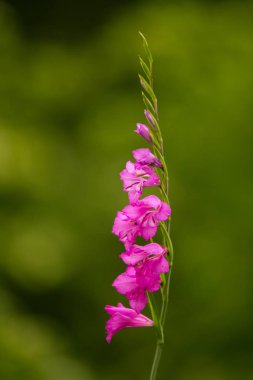 Güneşli bir öğleden sonra çayır çiçek güzel pembe Türk marsh Glayöl. Canlı doğal sahne.