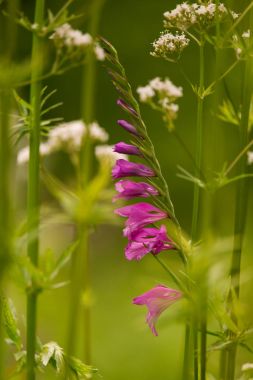 Güneşli bir öğleden sonra çayır çiçek güzel pembe Türk marsh Glayöl. Canlı doğal sahne.