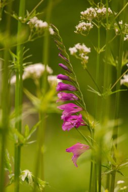 Güneşli bir öğleden sonra çayır çiçek güzel pembe Türk marsh Glayöl. Canlı doğal sahne.