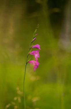Güneşli bir öğleden sonra çayır çiçek güzel pembe Türk marsh Glayöl. Canlı doğal sahne.