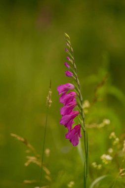 Güneşli bir öğleden sonra çayır çiçek güzel pembe Türk marsh Glayöl. Canlı doğal sahne.