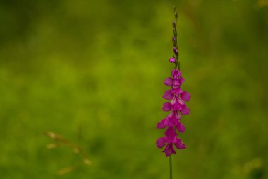 Güneşli bir öğleden sonra çayır çiçek güzel pembe Türk marsh Glayöl. Canlı doğal sahne.
