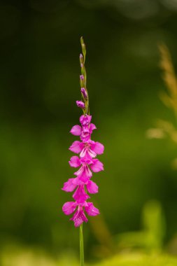 Güneşli bir öğleden sonra çayır çiçek güzel pembe Türk marsh Glayöl. Canlı doğal sahne.