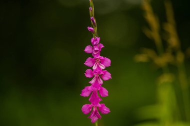 Güneşli bir öğleden sonra çayır çiçek güzel pembe Türk marsh Glayöl. Canlı doğal sahne.