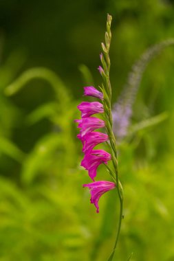 Güneşli bir öğleden sonra çayır çiçek güzel pembe Türk marsh Glayöl. Canlı doğal sahne.
