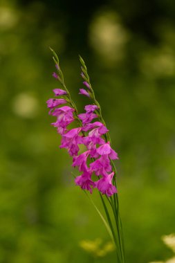 Güneşli bir öğleden sonra çayır çiçek güzel pembe Türk marsh Glayöl. Canlı doğal sahne.