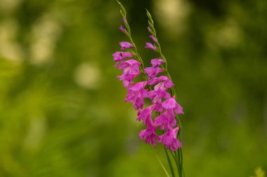 Güneşli bir öğleden sonra çayır çiçek güzel pembe Türk marsh Glayöl. Canlı doğal sahne.