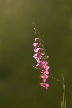 Güneşli bir öğleden sonra çayır çiçek güzel pembe Türk marsh Glayöl. Canlı doğal sahne.