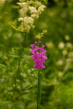 Güneşli bir öğleden sonra çayır çiçek güzel pembe Türk marsh Glayöl. Canlı doğal sahne.