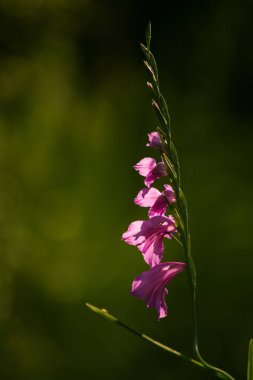 Güneşli bir öğleden sonra çayır çiçek güzel pembe Türk marsh Glayöl. Canlı doğal sahne.