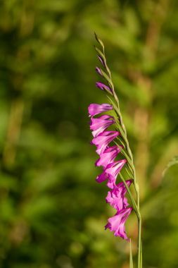 Güneşli bir öğleden sonra çayır çiçek güzel pembe Türk marsh Glayöl. Canlı doğal sahne.