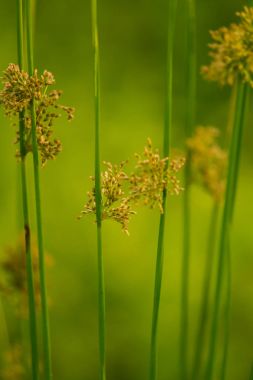 Nehri yakınında ıslak bir çayırda büyüyen bir güzel saz ot. Canlı yaz sahne.