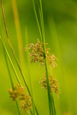 Nehri yakınında ıslak bir çayırda büyüyen bir güzel saz ot. Canlı yaz sahne.