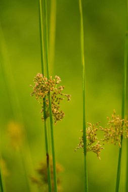 Nehri yakınında ıslak bir çayırda büyüyen bir güzel saz ot. Canlı yaz sahne.