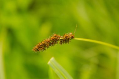 Nehri yakınında ıslak bir çayırda büyüyen bir güzel saz ot. Canlı yaz sahne.