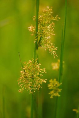 Nehri yakınında ıslak bir çayırda büyüyen bir güzel saz ot. Canlı yaz sahne.