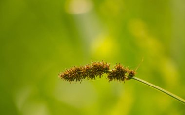 Nehri yakınında ıslak bir çayırda büyüyen bir güzel saz ot. Canlı yaz sahne.