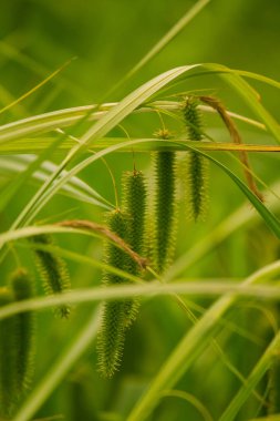 Nehri yakınında ıslak bir çayırda büyüyen bir güzel saz ot. Canlı yaz sahne.