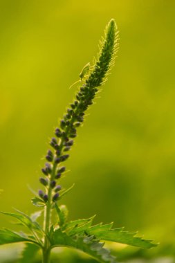 Bir yaz çayır çiçekli bir güzel longleaf speedwell. Veronica Longofolia.