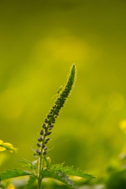 Bir yaz çayır çiçekli bir güzel longleaf speedwell. Veronica Longofolia.
