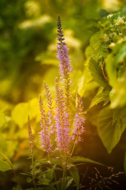 Bir yaz çayır çiçekli bir güzel longleaf speedwell. Veronica Longofolia.