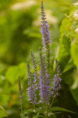 Bir yaz çayır çiçekli bir güzel longleaf speedwell. Veronica Longofolia.